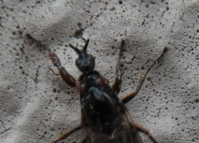 Réf. 341 643 : Dilophus antipedalis